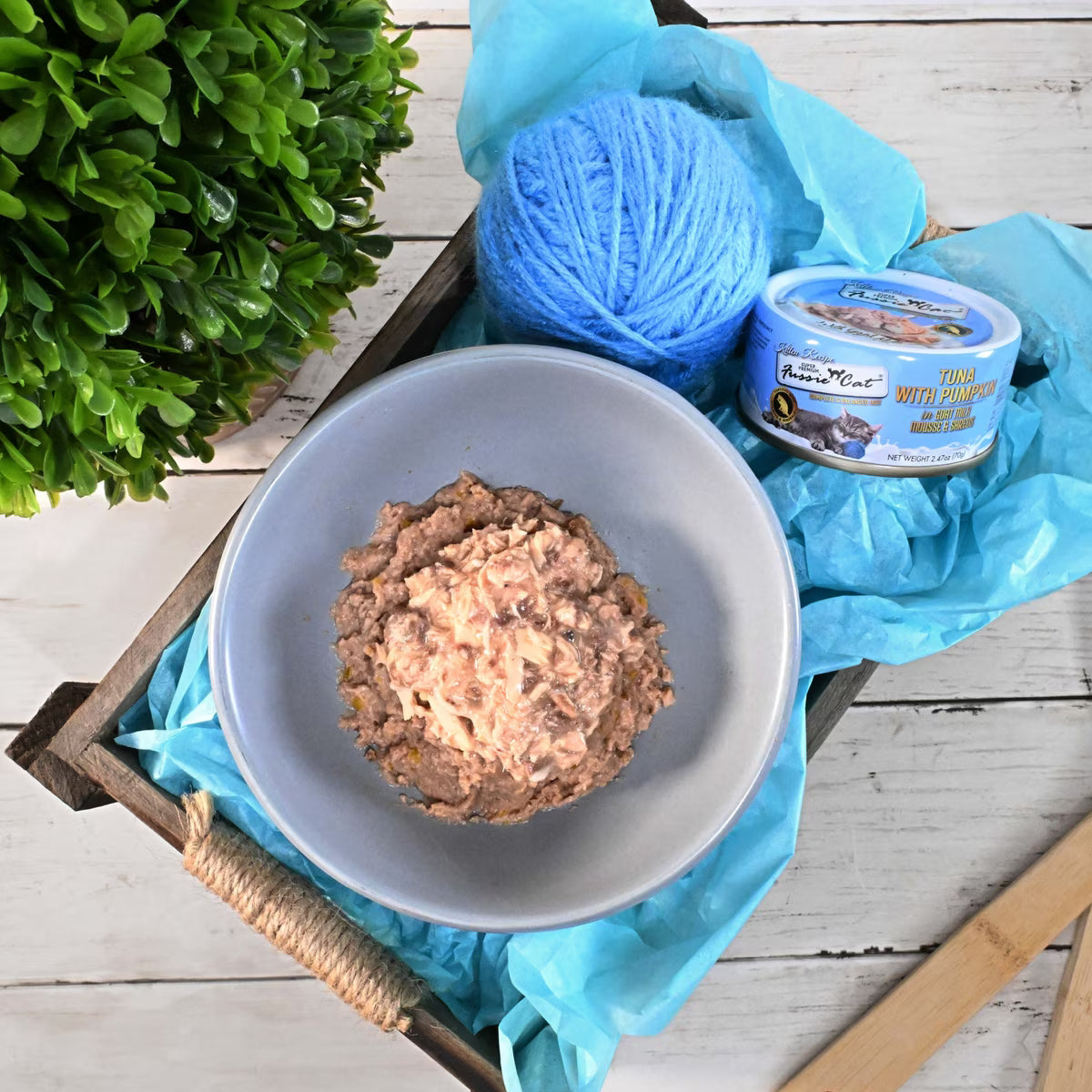 Fussie Cat Mousse Tuna with Pumpkin in Goat Milk Wet Kitten Food & Shreds, 2.47-oz can