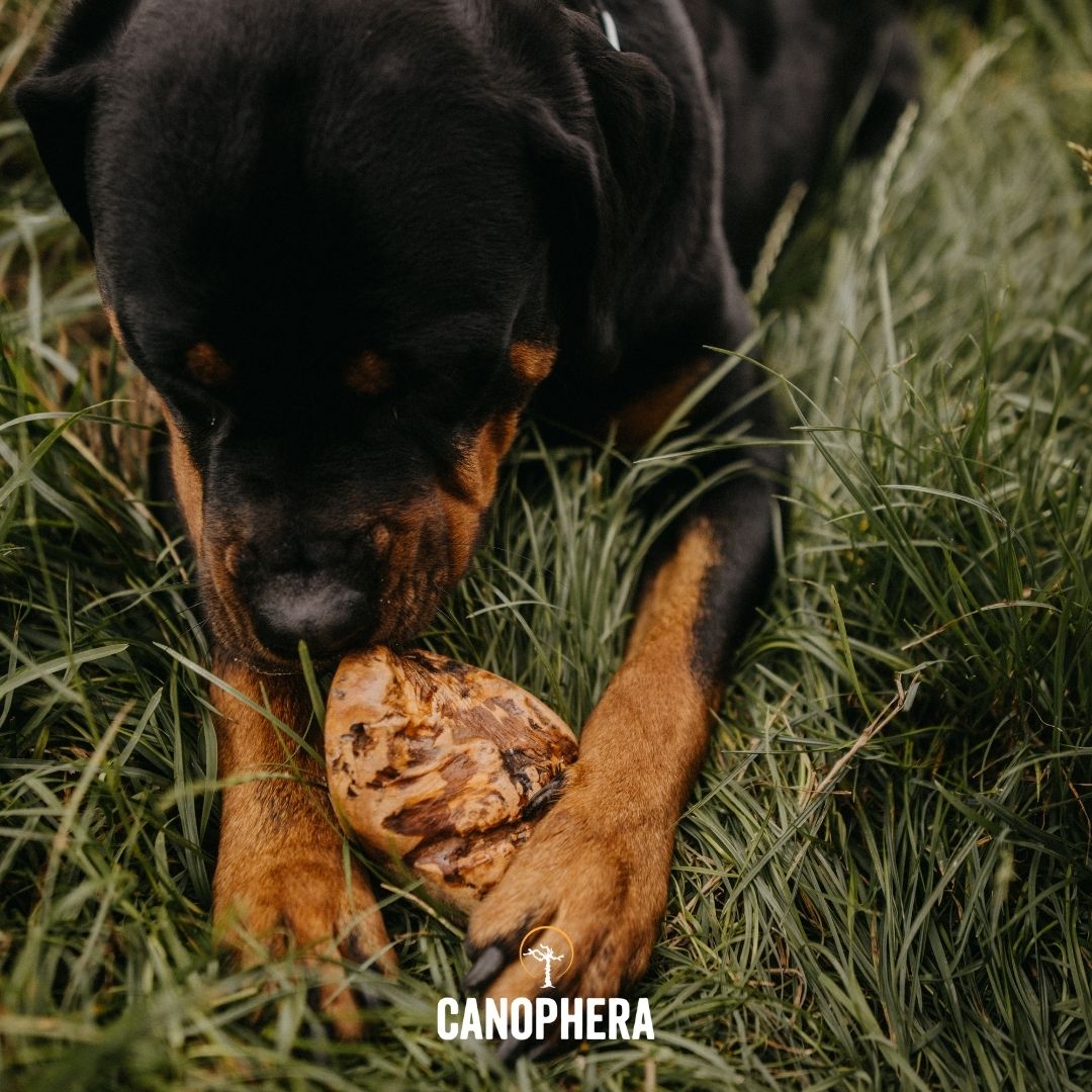 Briar Root Chews