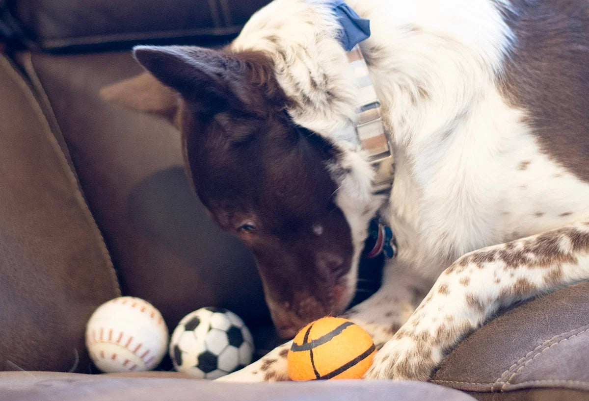 ThoozyPet Tennis Ball Assorted (Baseball / Basketball / Soccer) Fetch Dog Toy 2.5"