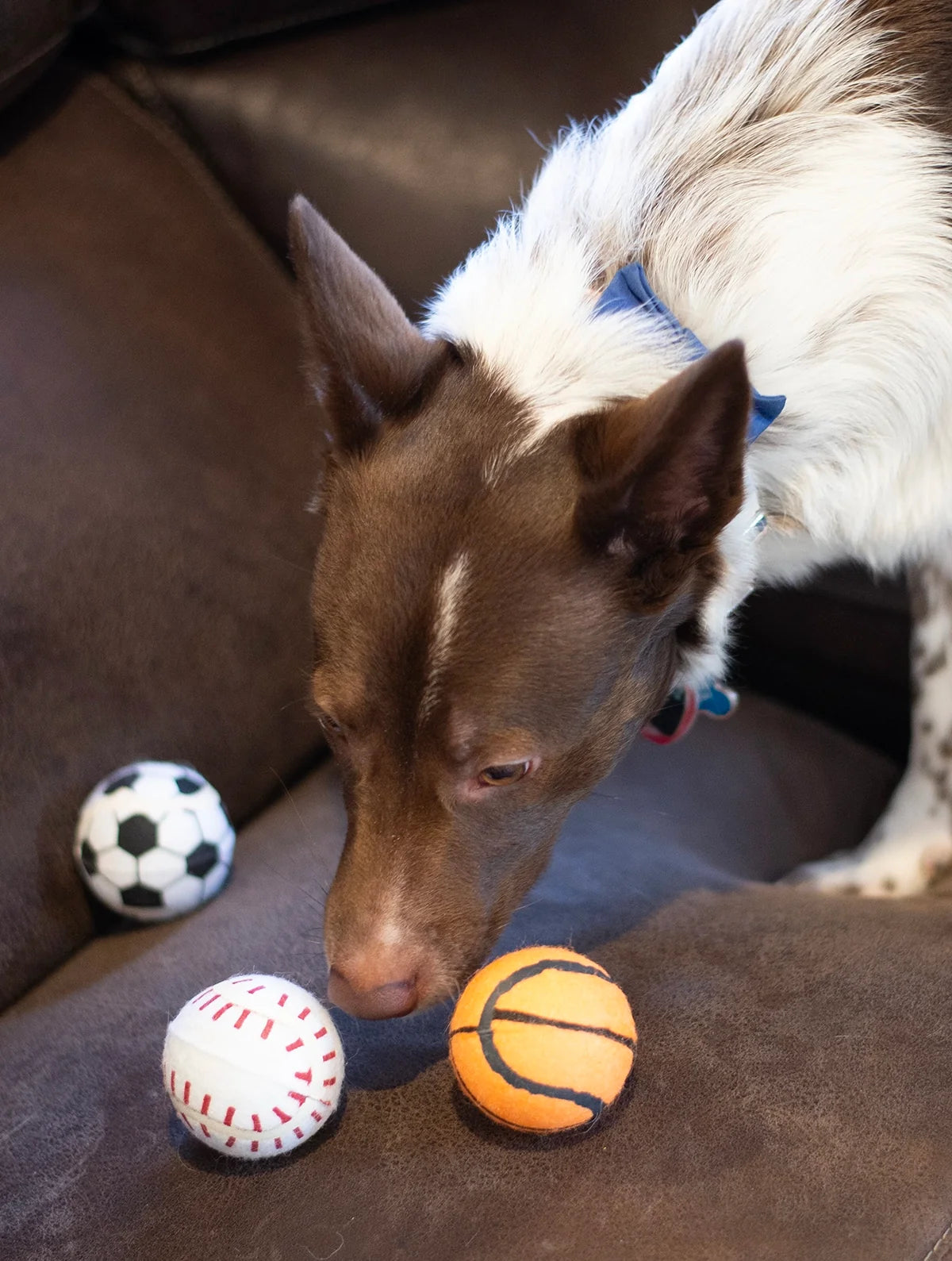 ThoozyPet Tennis Ball Assorted (Baseball / Basketball / Soccer) Fetch Dog Toy 2.5"