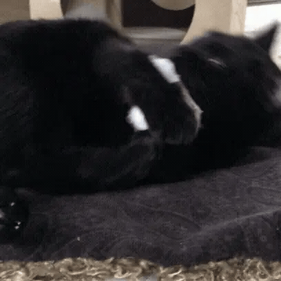 Little Puff - 2pk / Silvervine