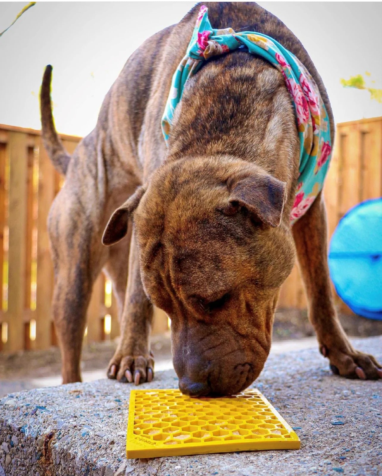 Lick Mat Diseño de panal