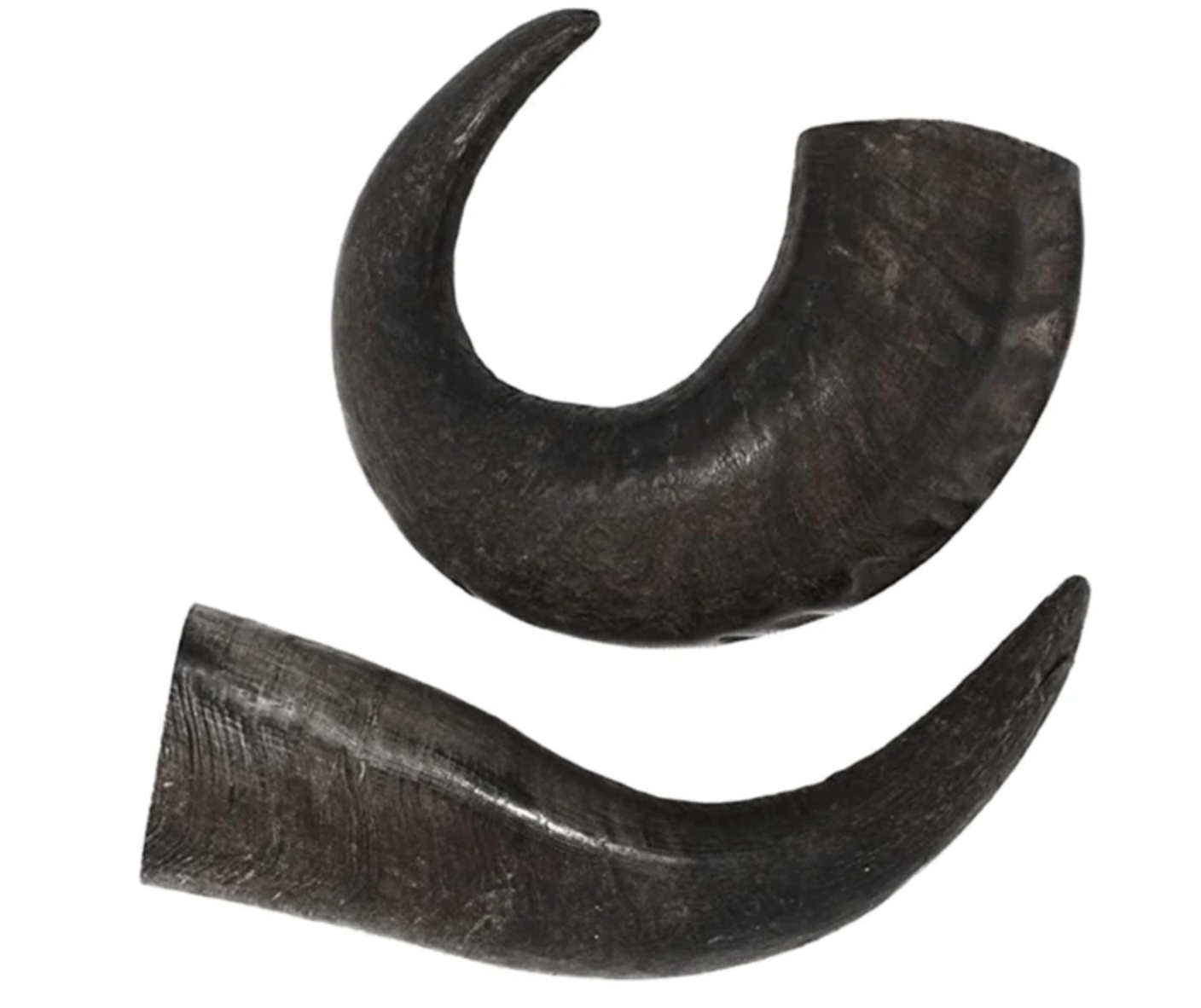 Premium Water Buffalo Horns